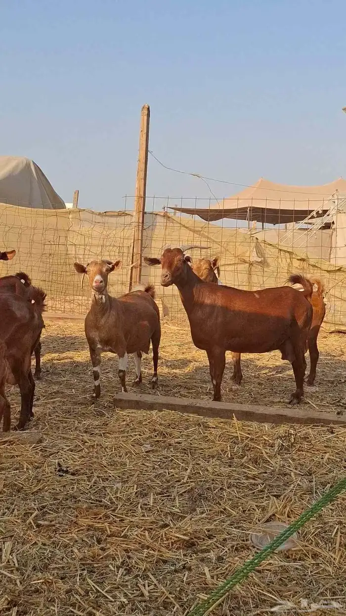 معزاء محايليات دهم 4