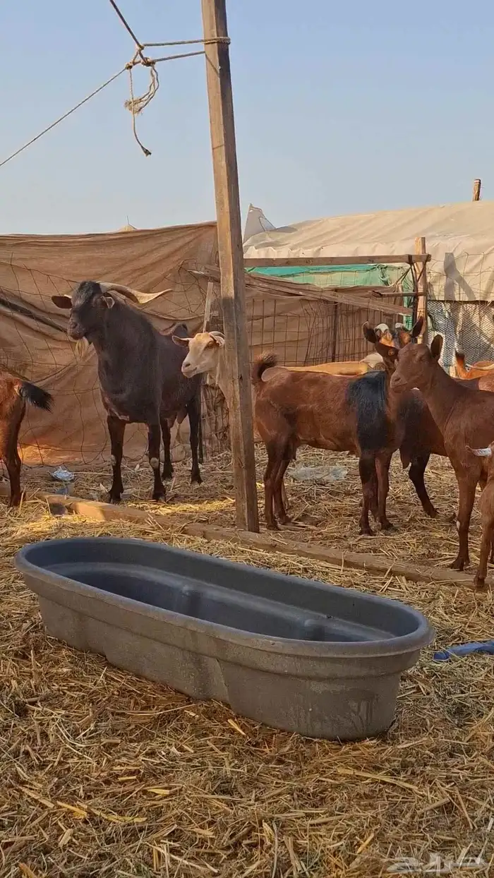 معزاء محايليات دهم 6