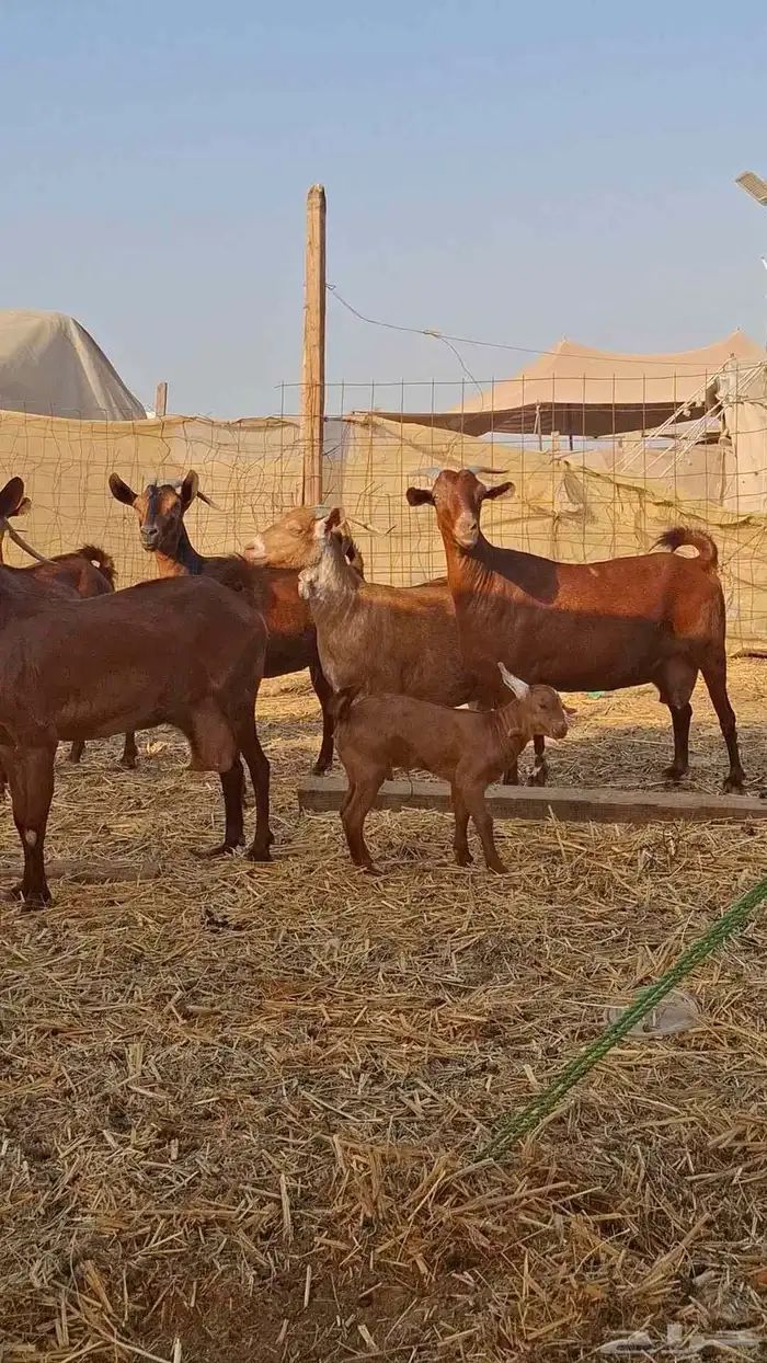 معزاء محايليات دهم 2