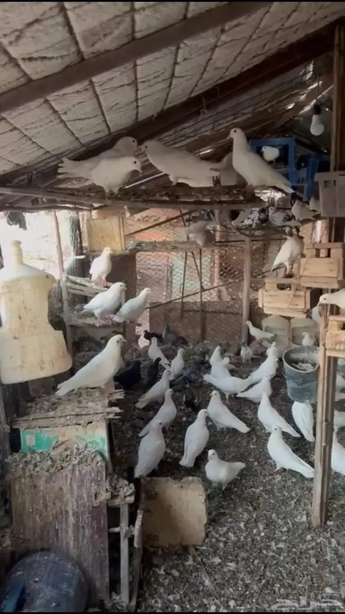 حمام فرنسي منتج 2