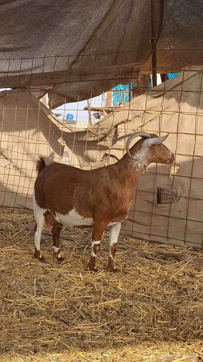 معزاء محايليات دهم 1