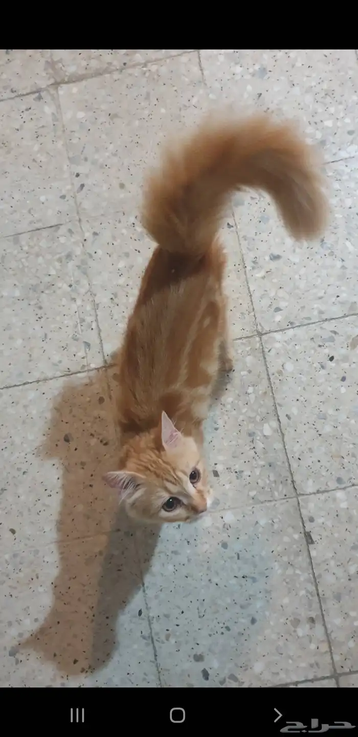قطط للتبني 5