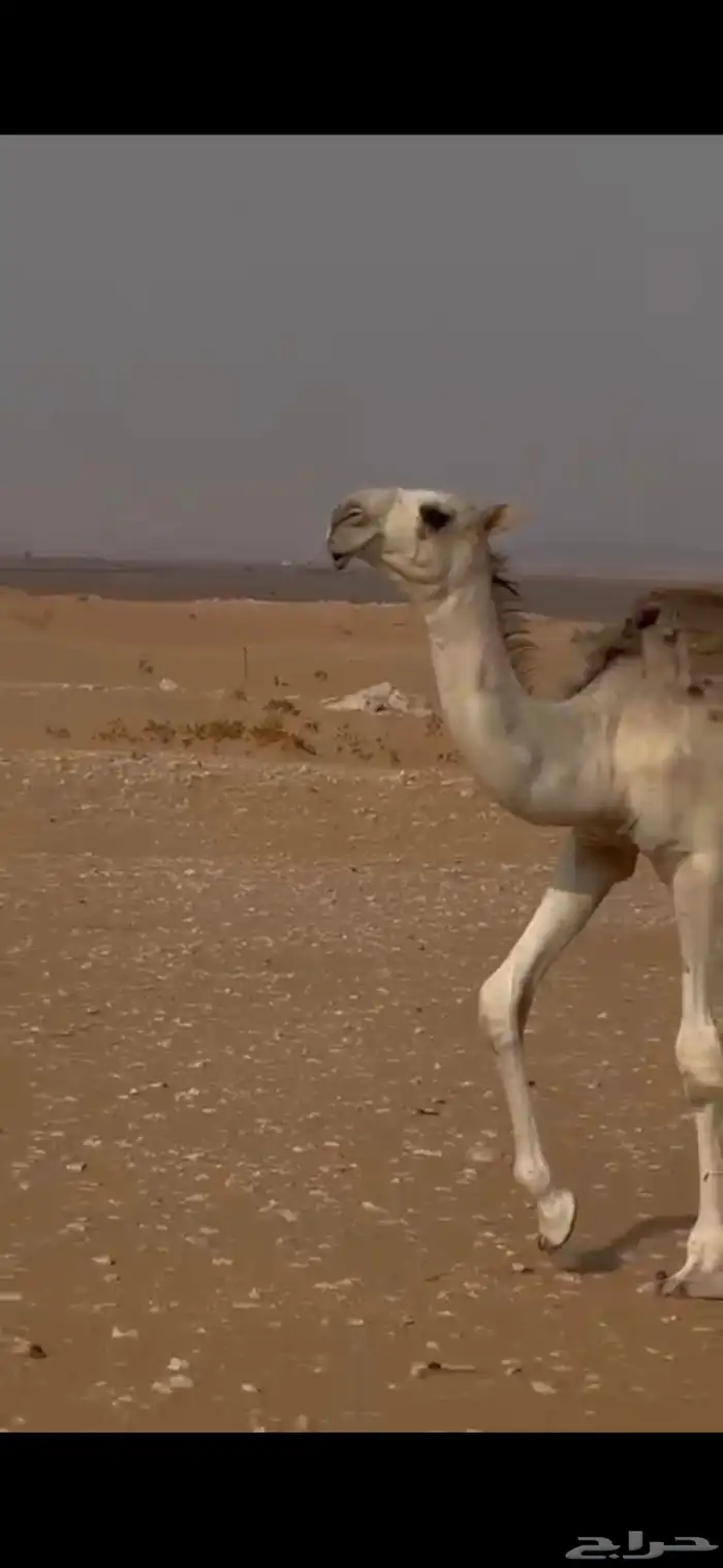 قعود على بعير الحيسوني 1