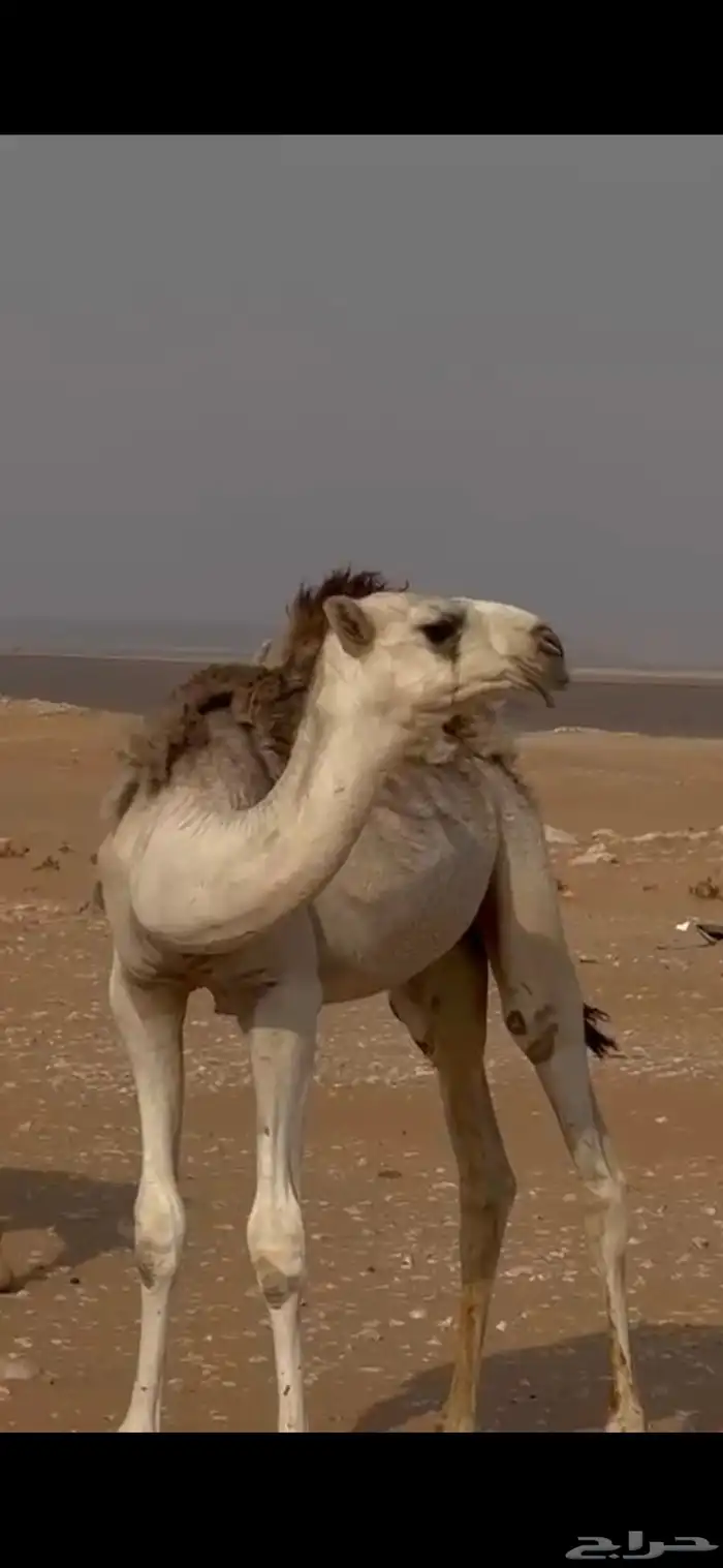 قعود على بعير الحيسوني 0