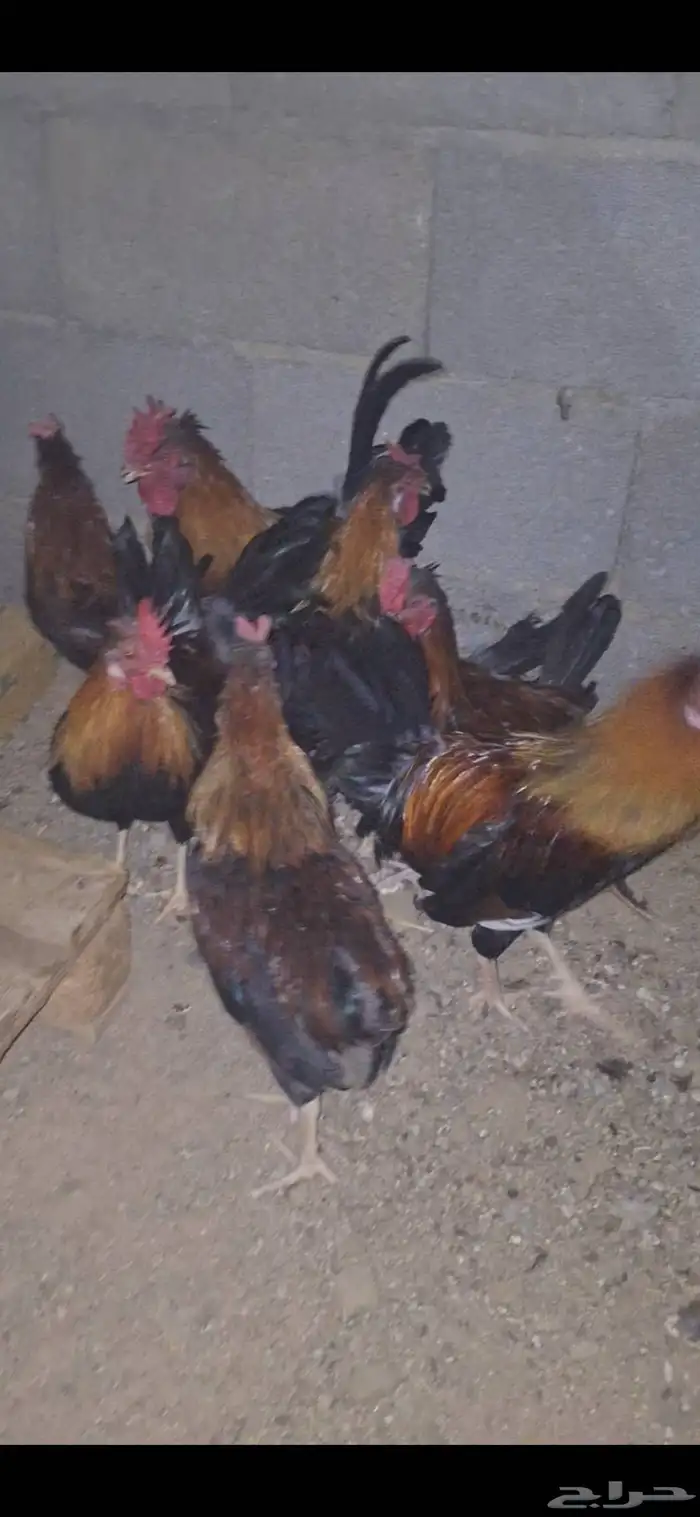 دياكه عربيه أصيله 3