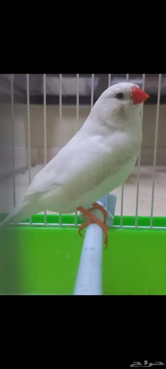 زيبرا سبلت وايت(تم البيع) 2