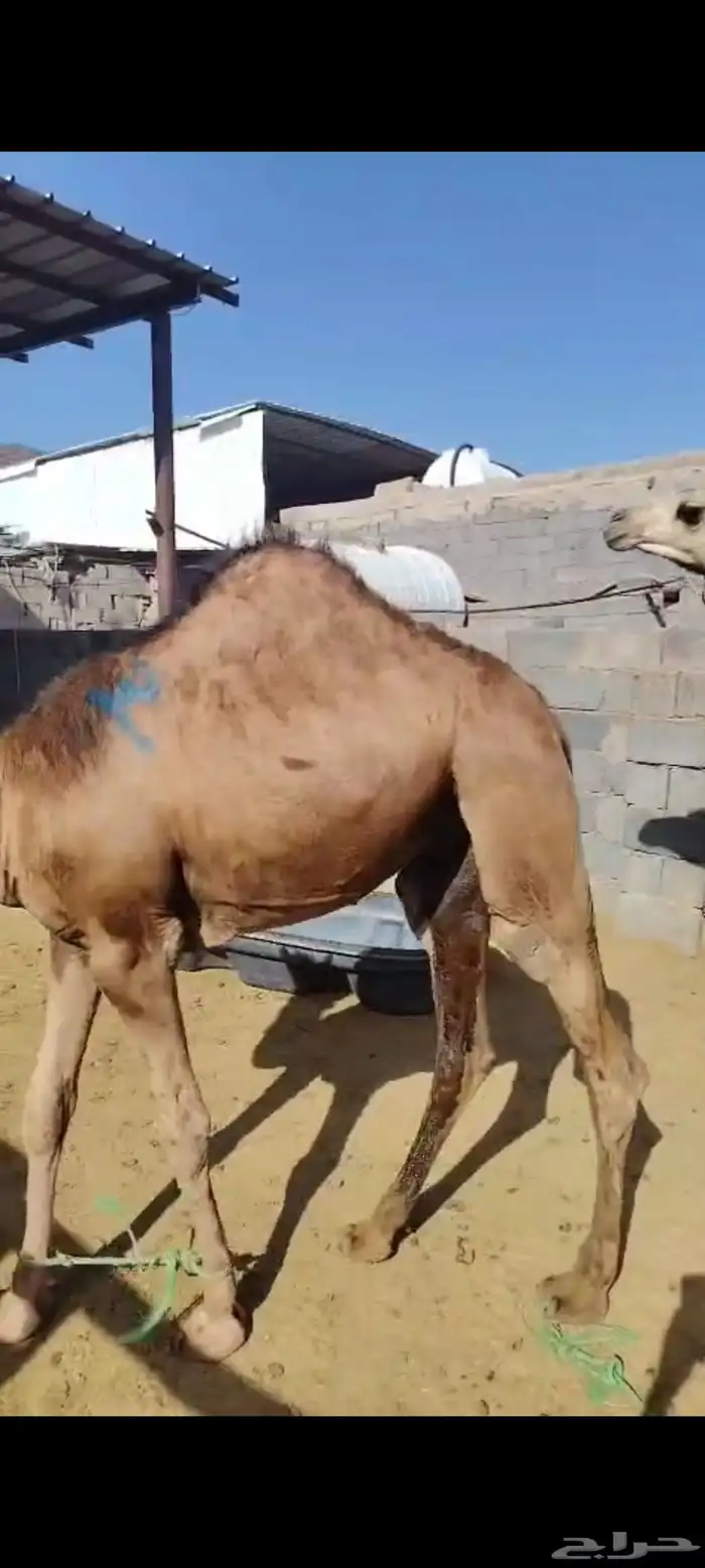 حشو مفاريد ( تم البيع ولله الحمد ) 0