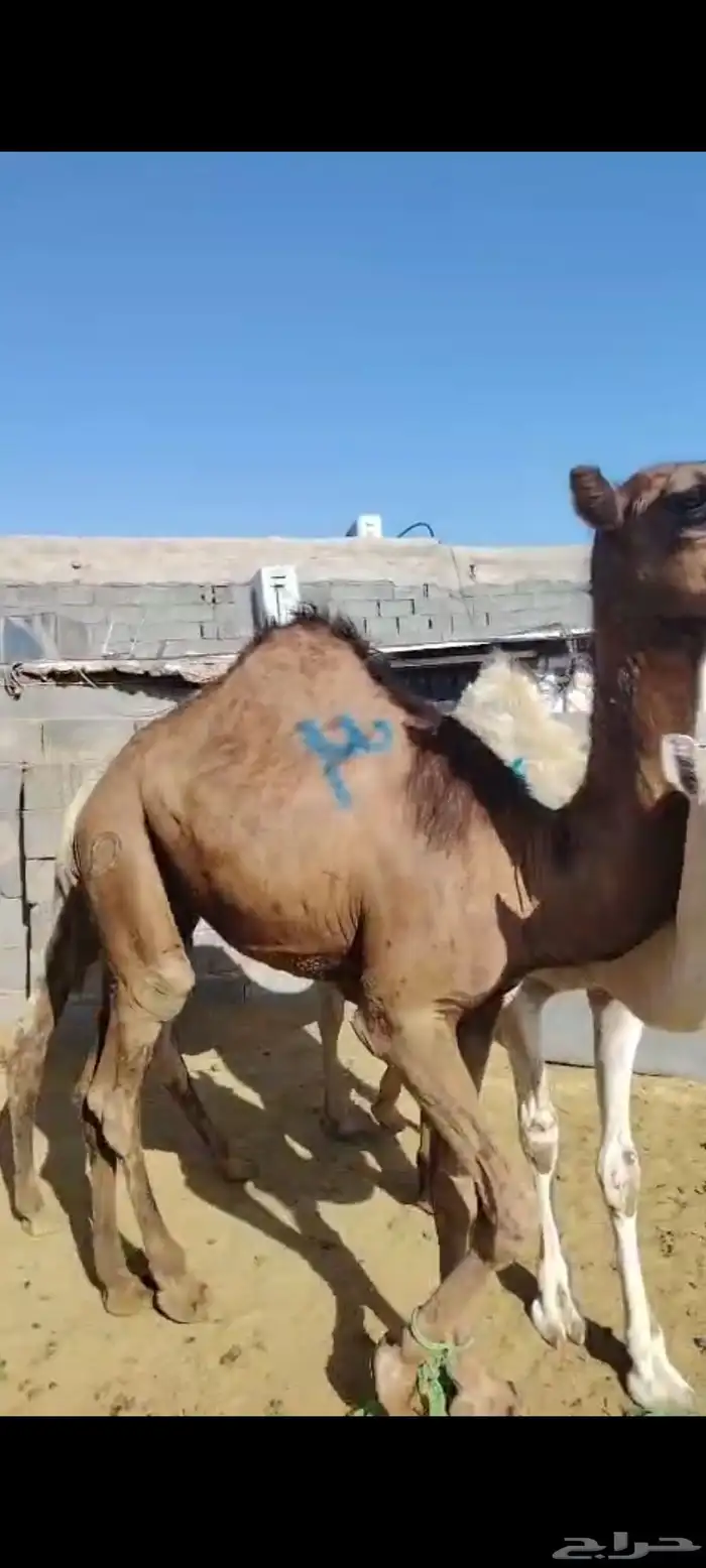 حشو مفاريد ( تم البيع ولله الحمد ) 1