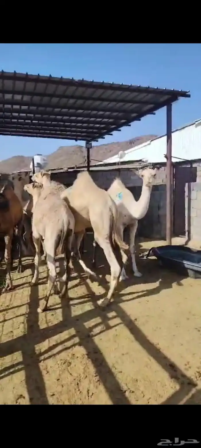 حشو مفاريد ( تم البيع ولله الحمد ) 3