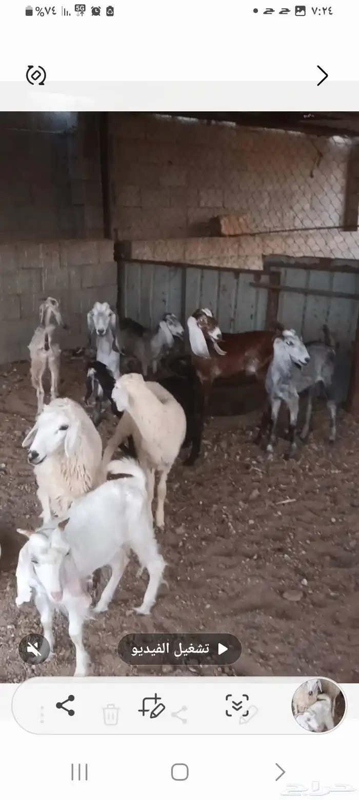 حريات رخال ومعزه 5