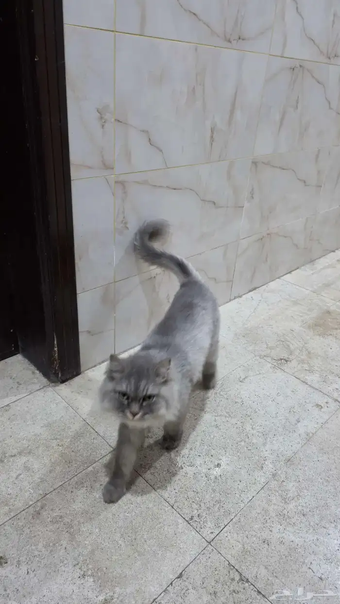قط مفقود 1