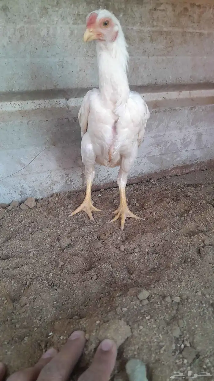 ديوك كوشامو ابيض 0