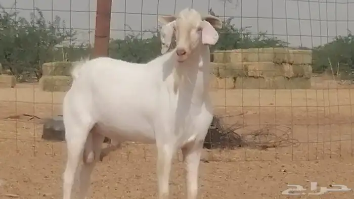 فحل بيشي ابرص مشروط ومنتج من مراحى 0