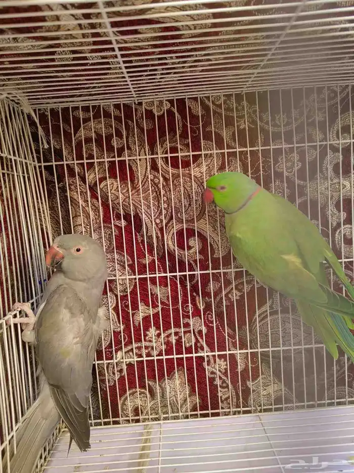 جوز دره منتج 2
