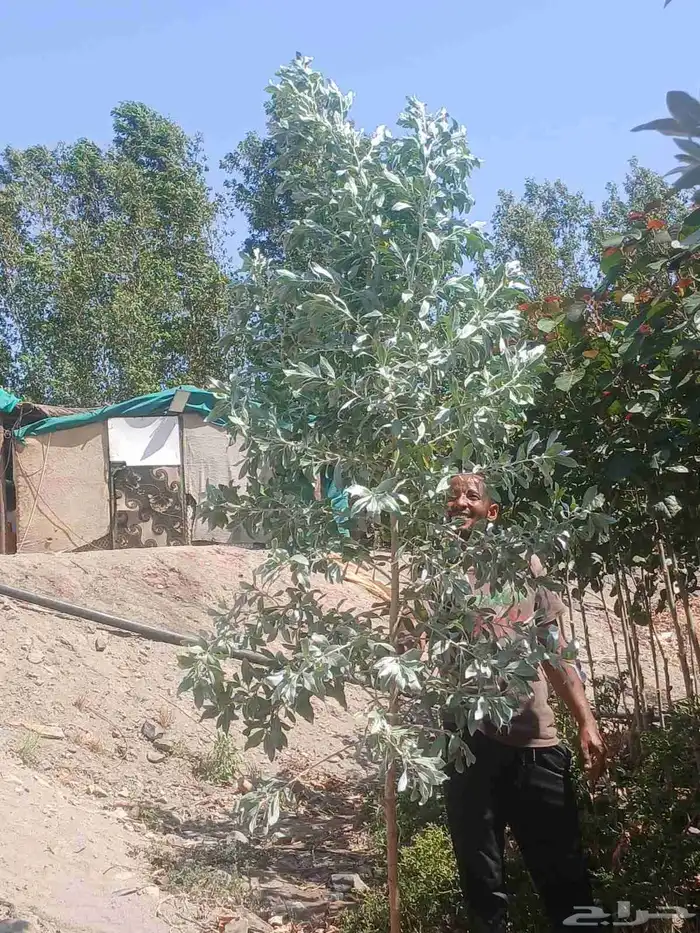 مشتل تنسيق حدائق ابو محمد 5