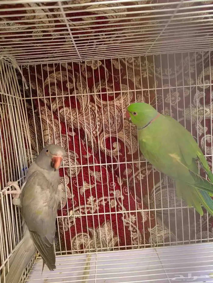جوز دره منتج 0
