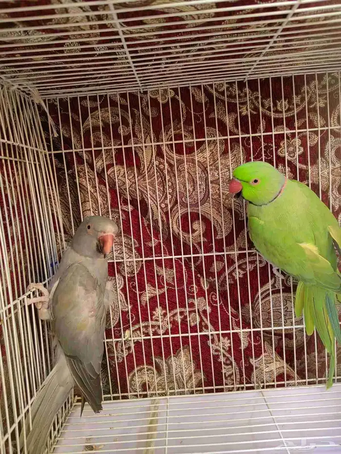 جوز دره منتج 1