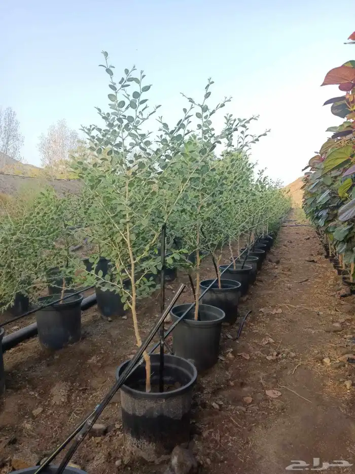 مشتل تنسيق حدائق ابو محمد 2