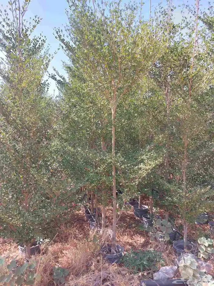 مشتل تنسيق حدائق ابو محمد 4