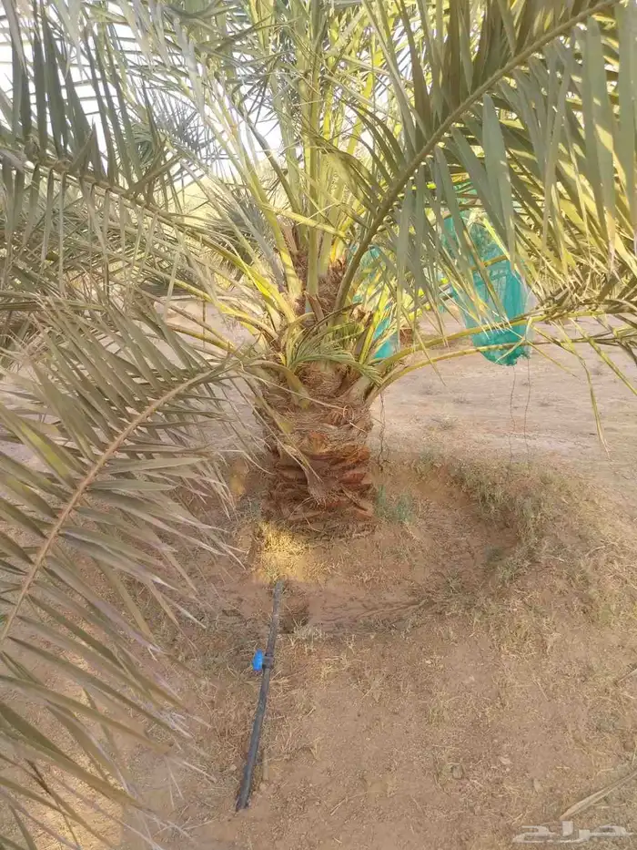 نخل مثمر للبيع جميع الانواع المقاسات متوفره 2