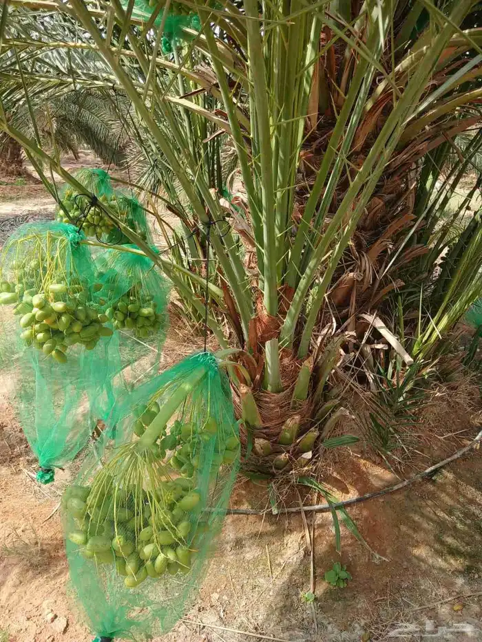 نخل مثمر نخيل نقايل جثايث اخلاص سكري برحي صقعي شيشي واشنطني 9