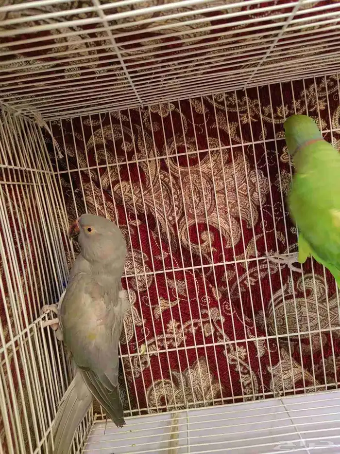 جوز دره منتج 3