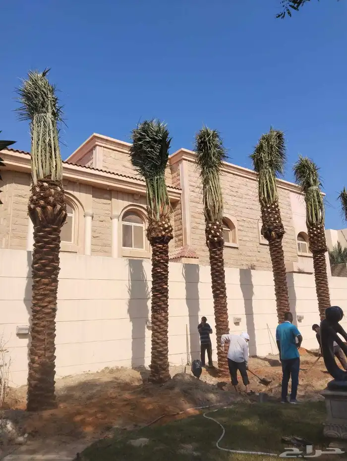 زراعه نخيل 5