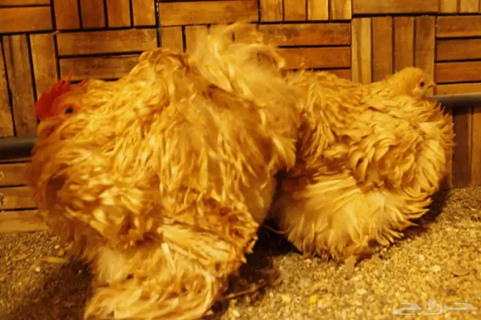 السلام عليكم ورحمة الله يتوفربيض براهمه كولنبي بيور 2