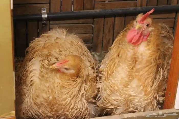 السلام عليكم ورحمة الله يتوفربيض براهمه كولنبي بيور 3