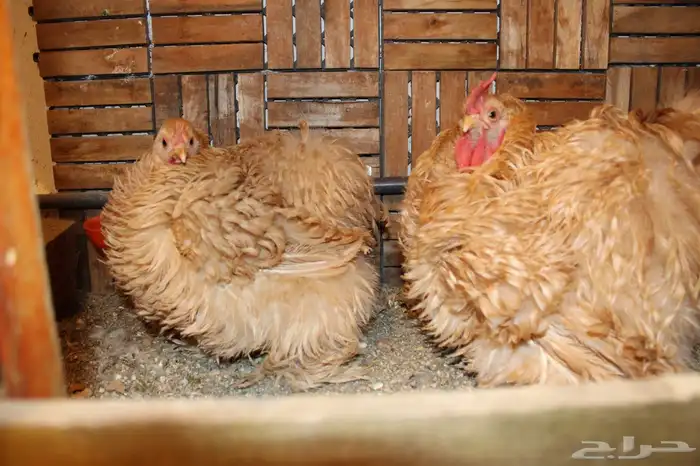 السلام عليكم ورحمة الله يتوفربيض براهمه كولنبي بيور 5