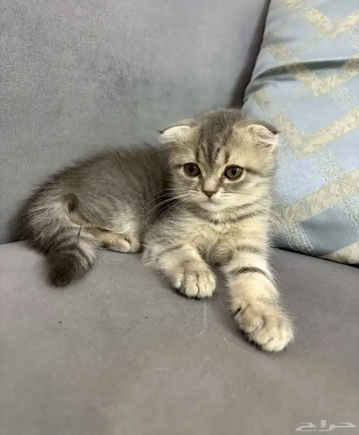 قطط كتن سكوتش للبيع 0