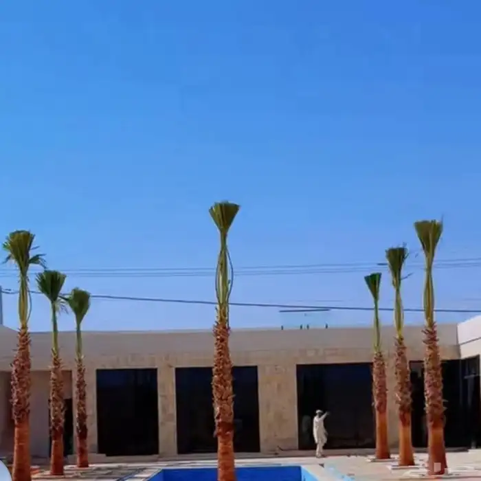 تركيب.الشبوك وزراعه.النخيل 0