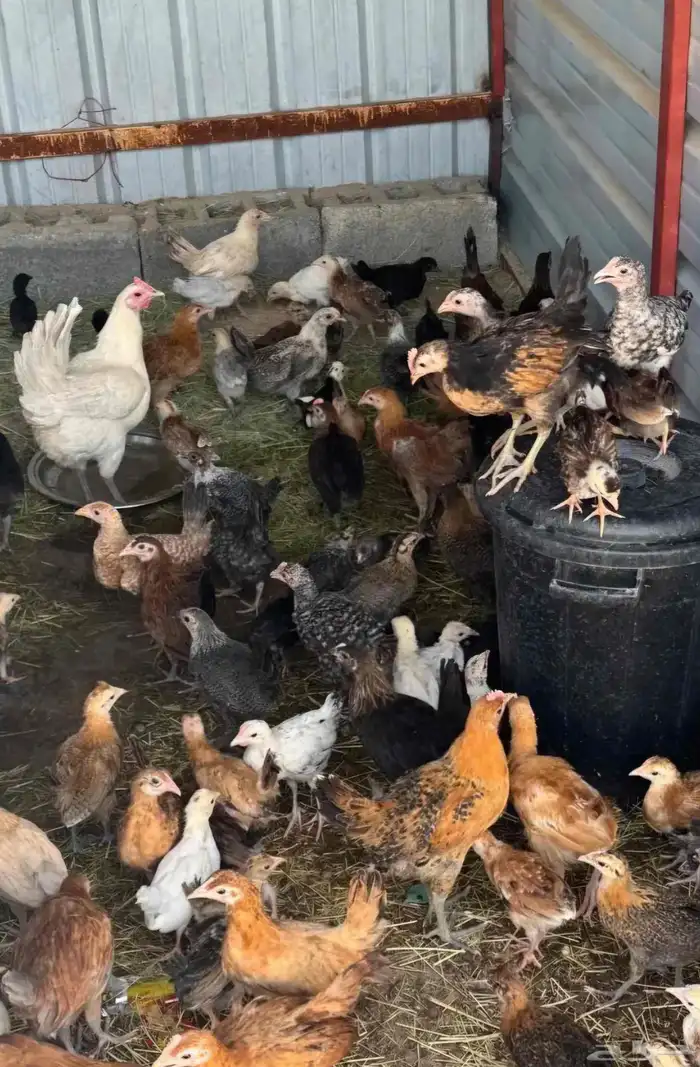 مطلوب ديوك وسمان وبط في حي الاجواد 0