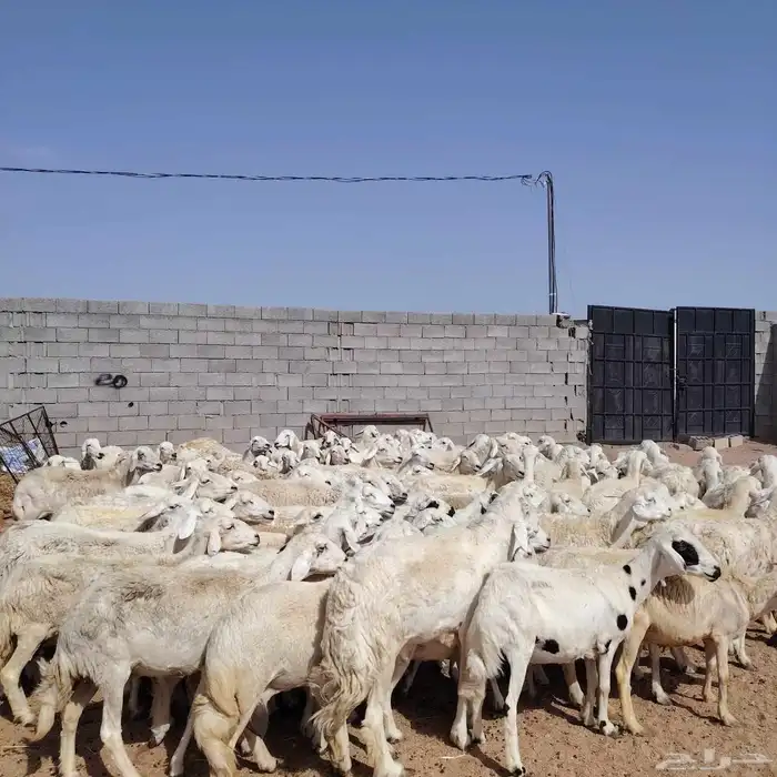بسم الله ماشاء الله نعرض لكم ضان حريات حرشش للبيع غنم مراح 0