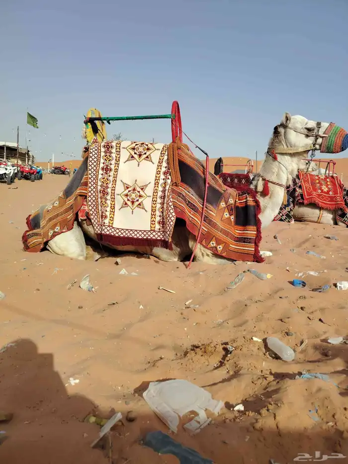 اجار جمال رحول وخيل عربية اصيلة 3