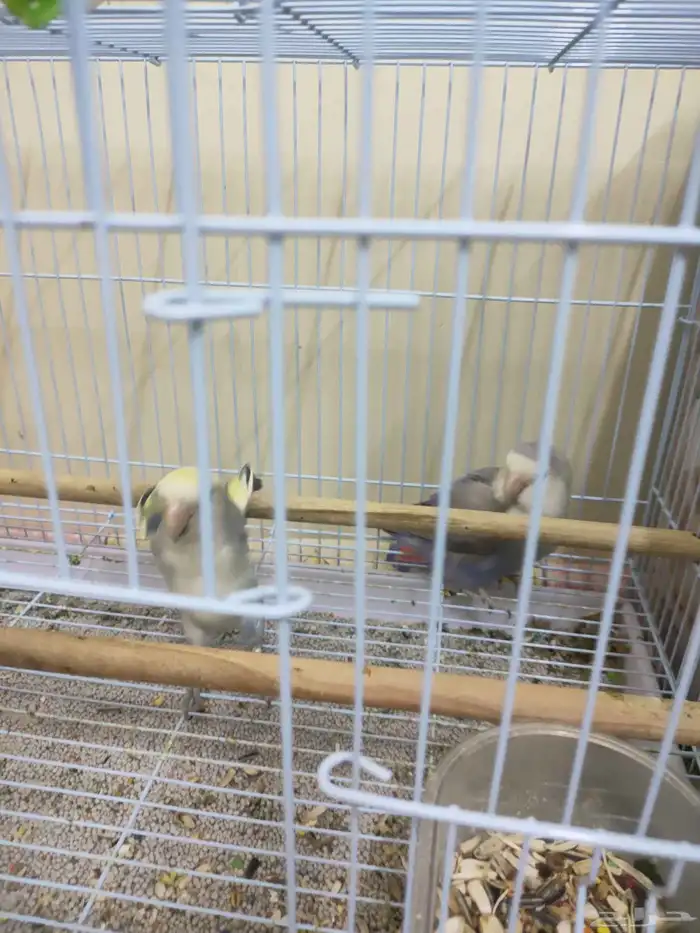 زوج روز للبيع 3