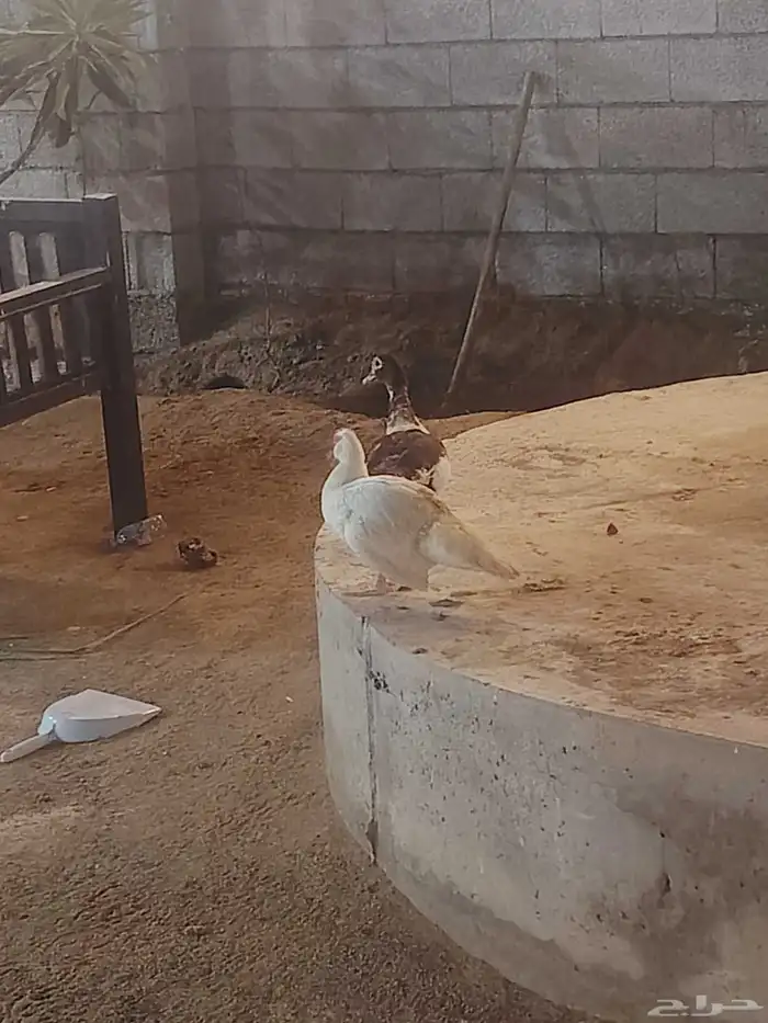 2إناث بط بلدي منتج بصحة جيدة 2