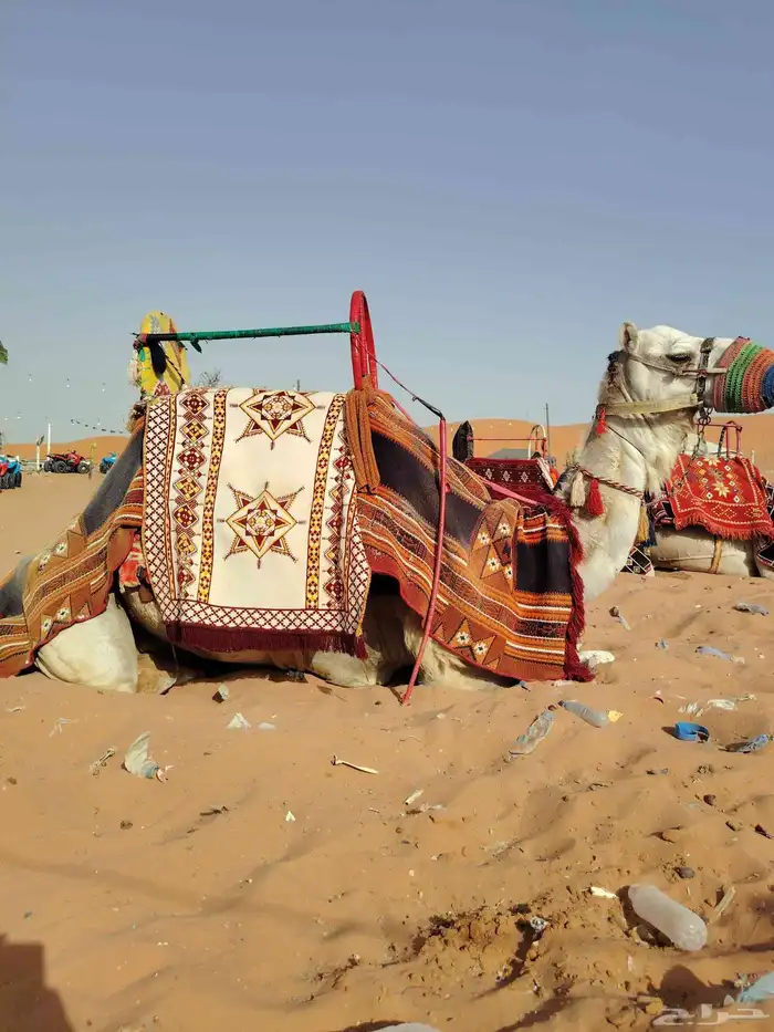 اجار جمال رحول وخيل عربية اصيلة 4