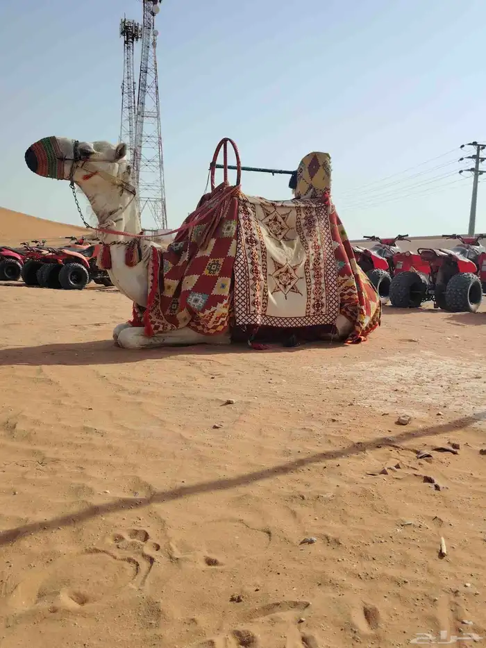 اجار جمال رحول وخيل عربية اصيلة 1