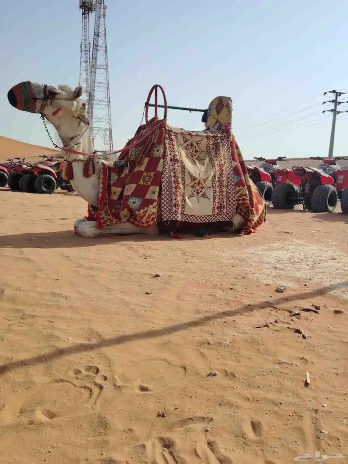 اجار جمال رحول وخيل عربية اصيلة 2