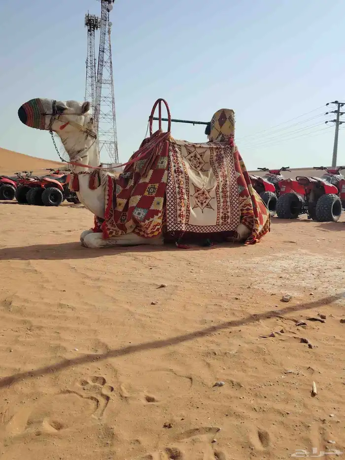 اجار جمال رحول وخيل عربية اصيلة 0