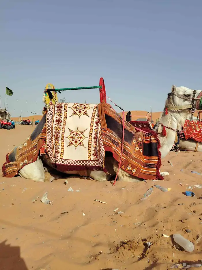 اجار جمال رحول وخيل عربية اصيلة 5