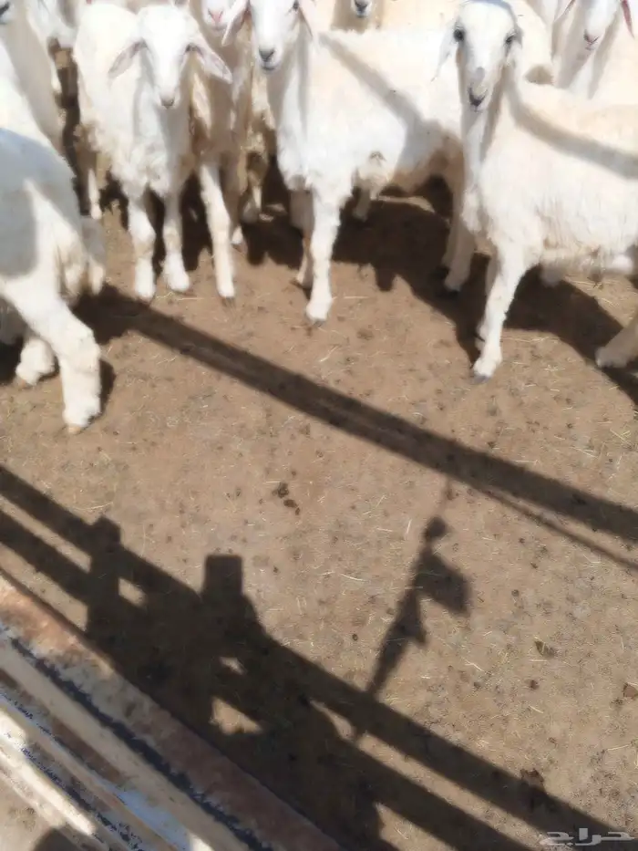 نوفر لك ذببحتك 2