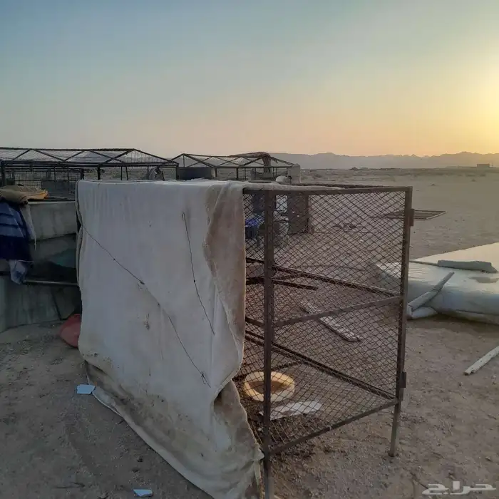 شبك دجاج او أرانب للبيع 2