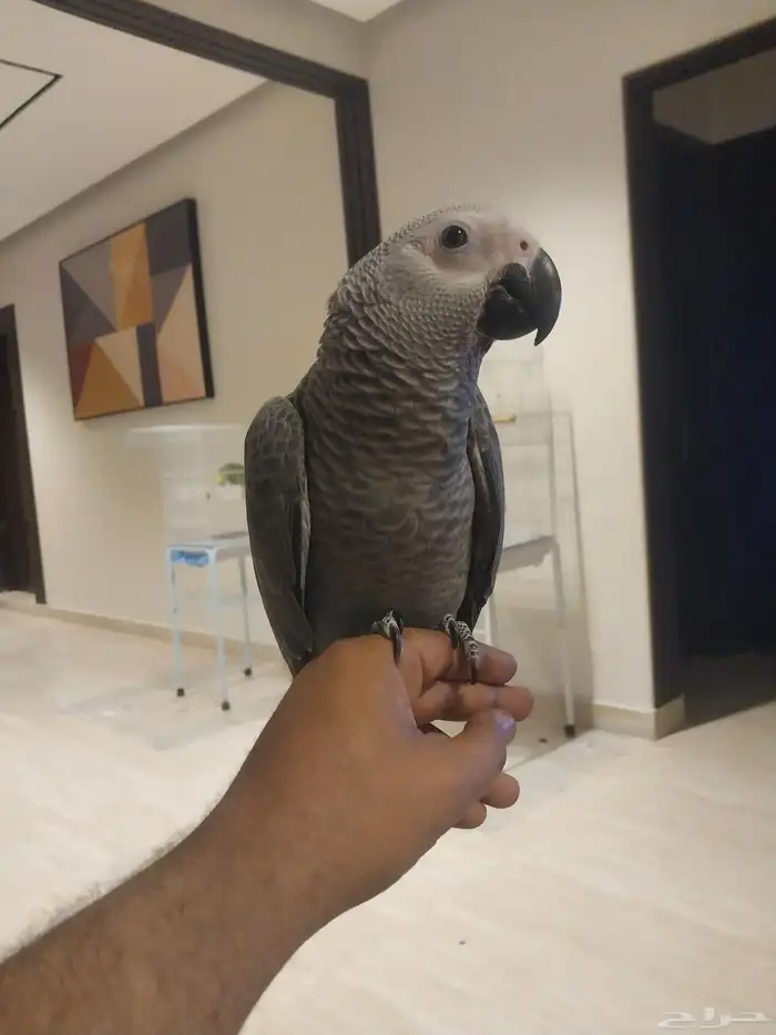فرخ كاسكو افريقي 1