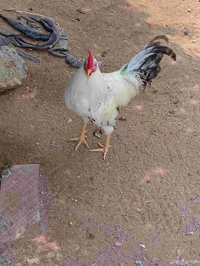 ديوك العدد 3 عربي وبلدي 2