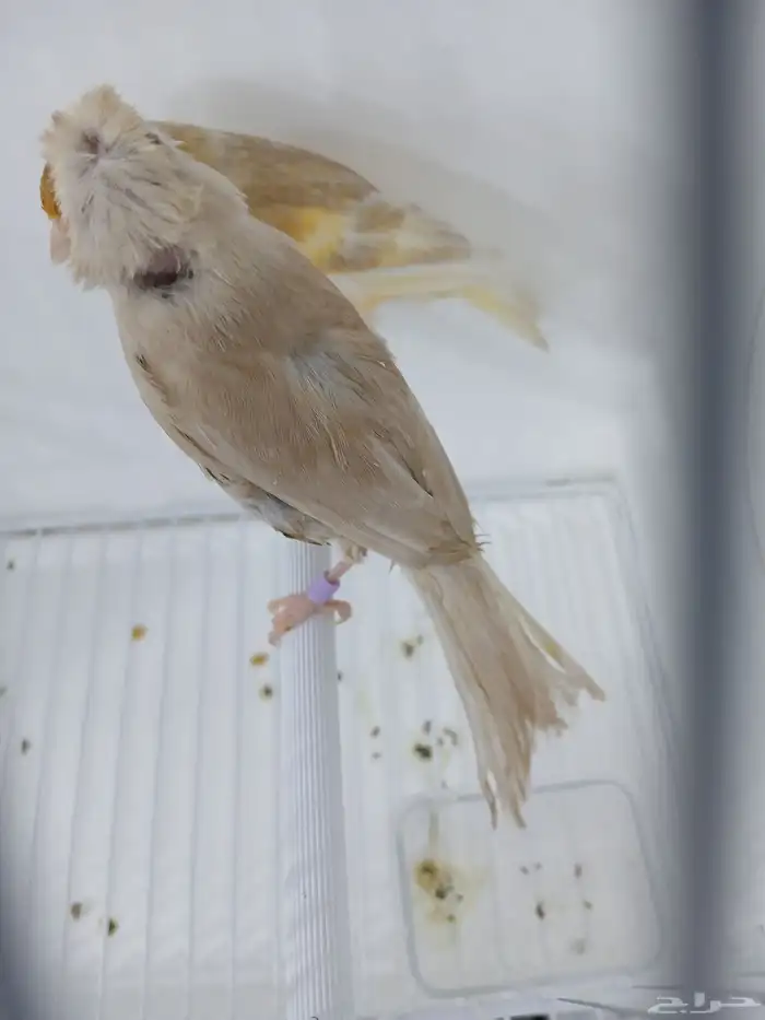 زوج كناري بفروخه ( تم البيع ) 1