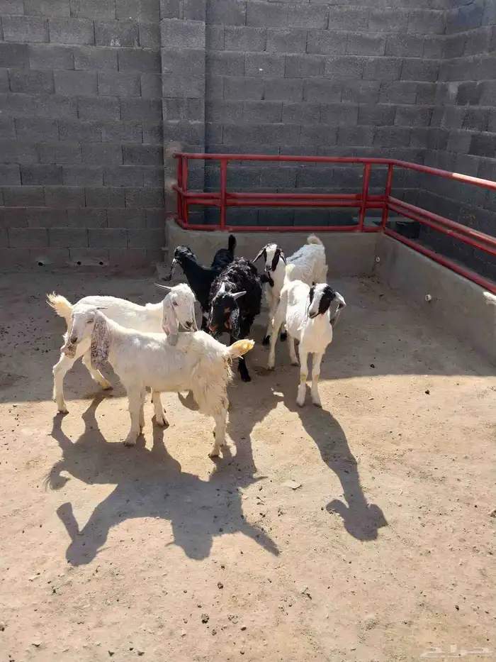 بسم الله ماشاء الله تبارك الله تيوس طيبه عدد سته 0