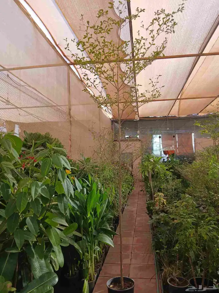 مشتل تنسيق حدائق ابو محمد 9