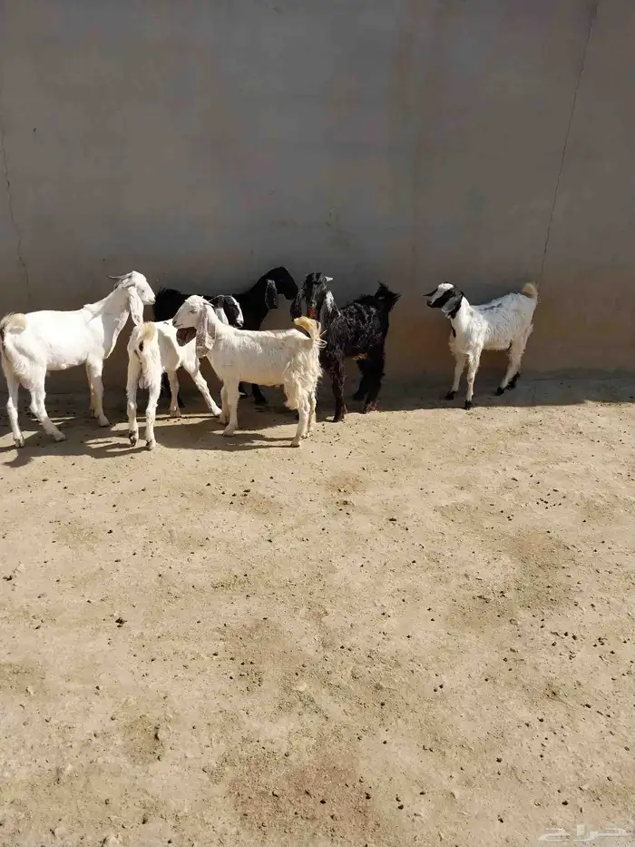 بسم الله ماشاء الله تبارك الله تيوس طيبه عدد سته 2